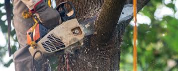 Professional  Tree Services in Troy, MO